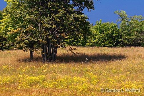 Golden Glade_05444.jpg - Photographed near Buckhorn Ontario, Canada.